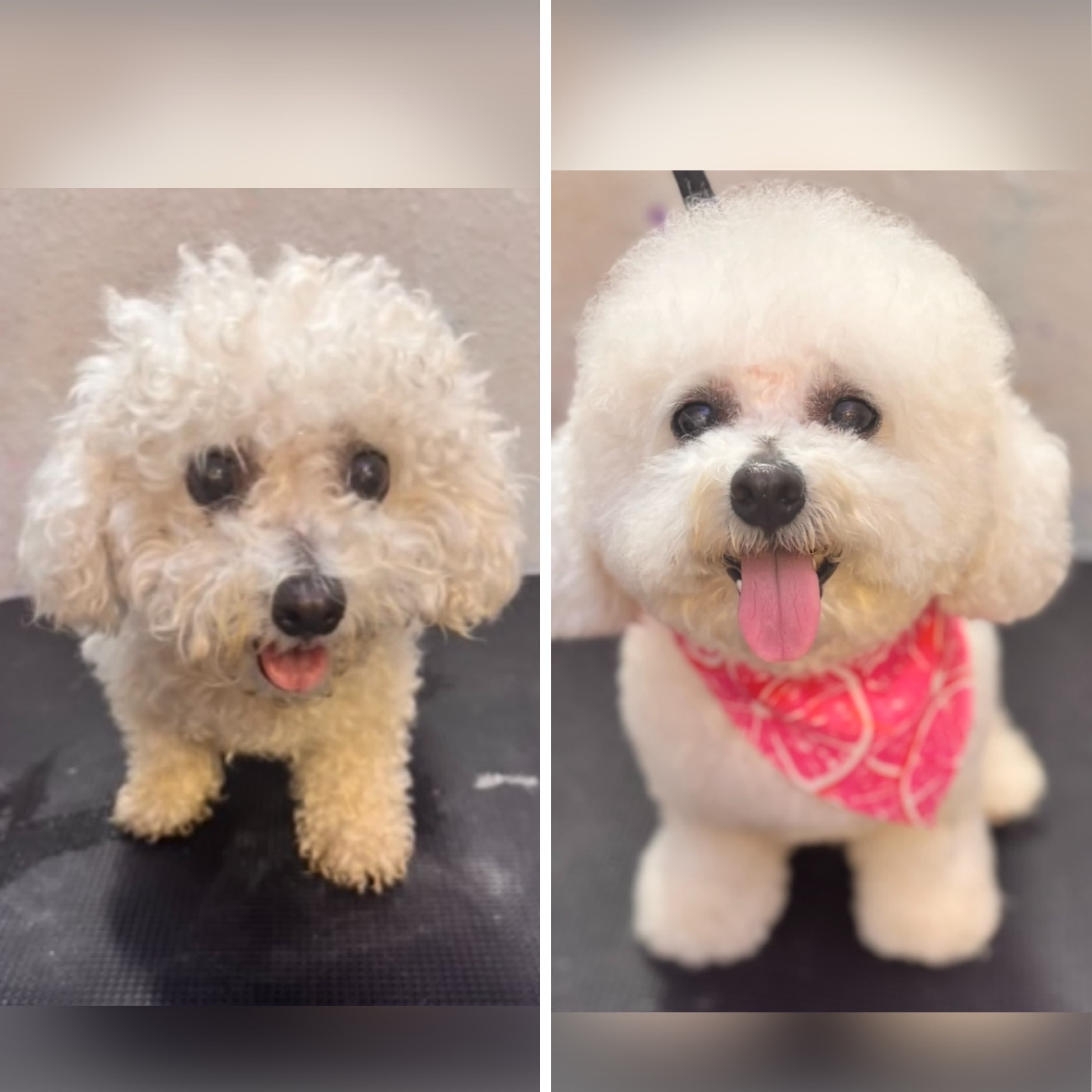 Bichon Frise groomed at Kay's Groom Room