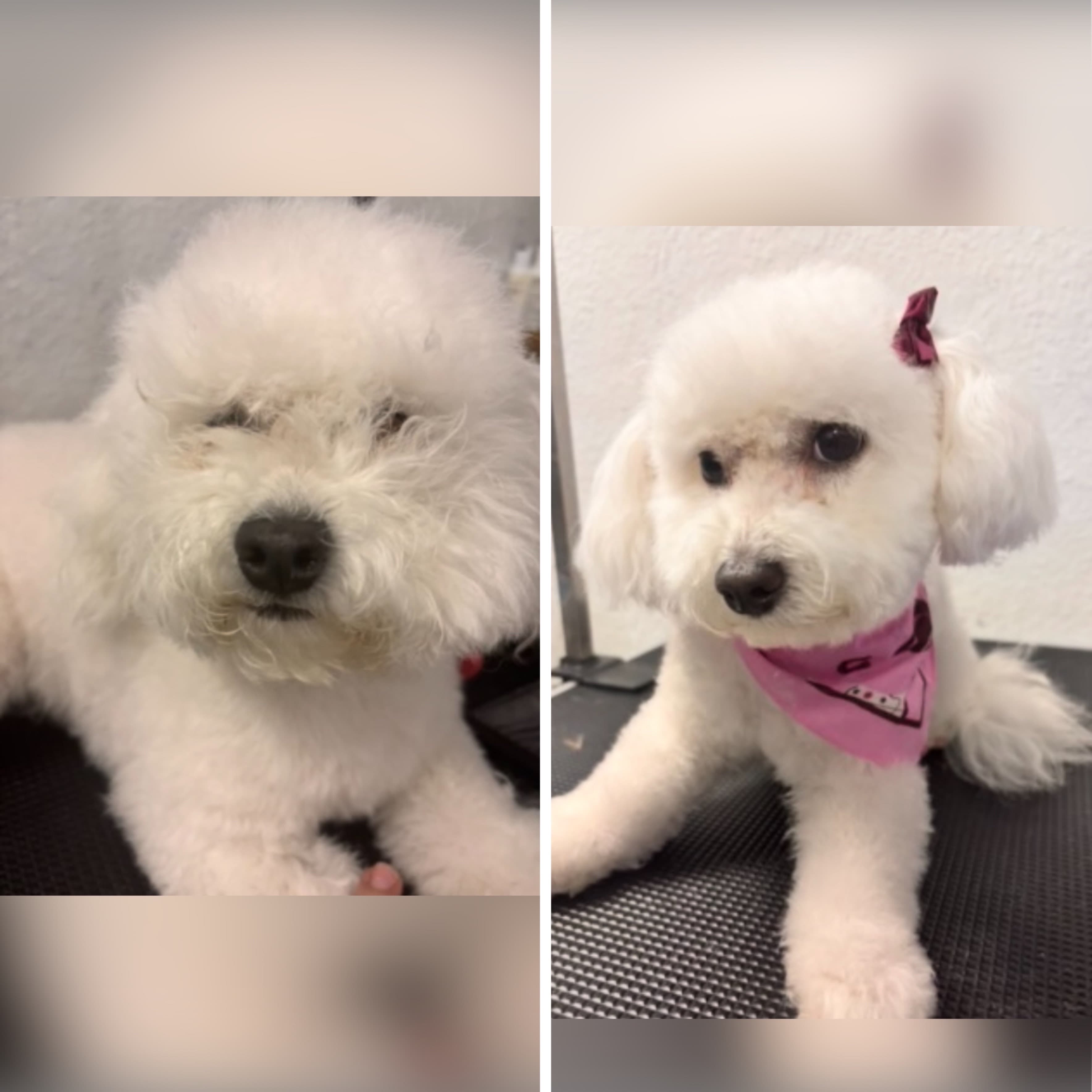 Bichon Frise groomed at Kay's Groom Room