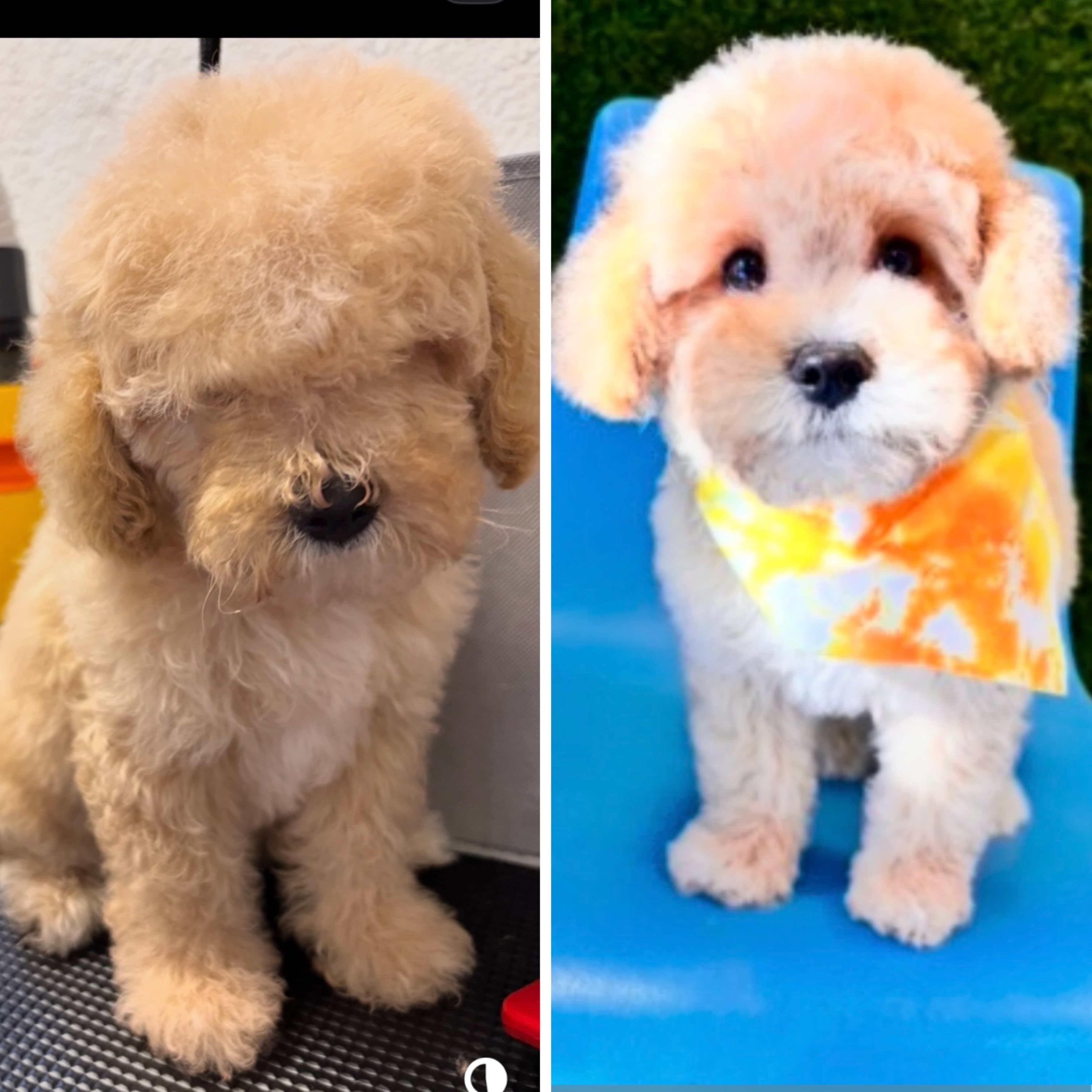 Goldendoodle groomed at Kay's Groom Room