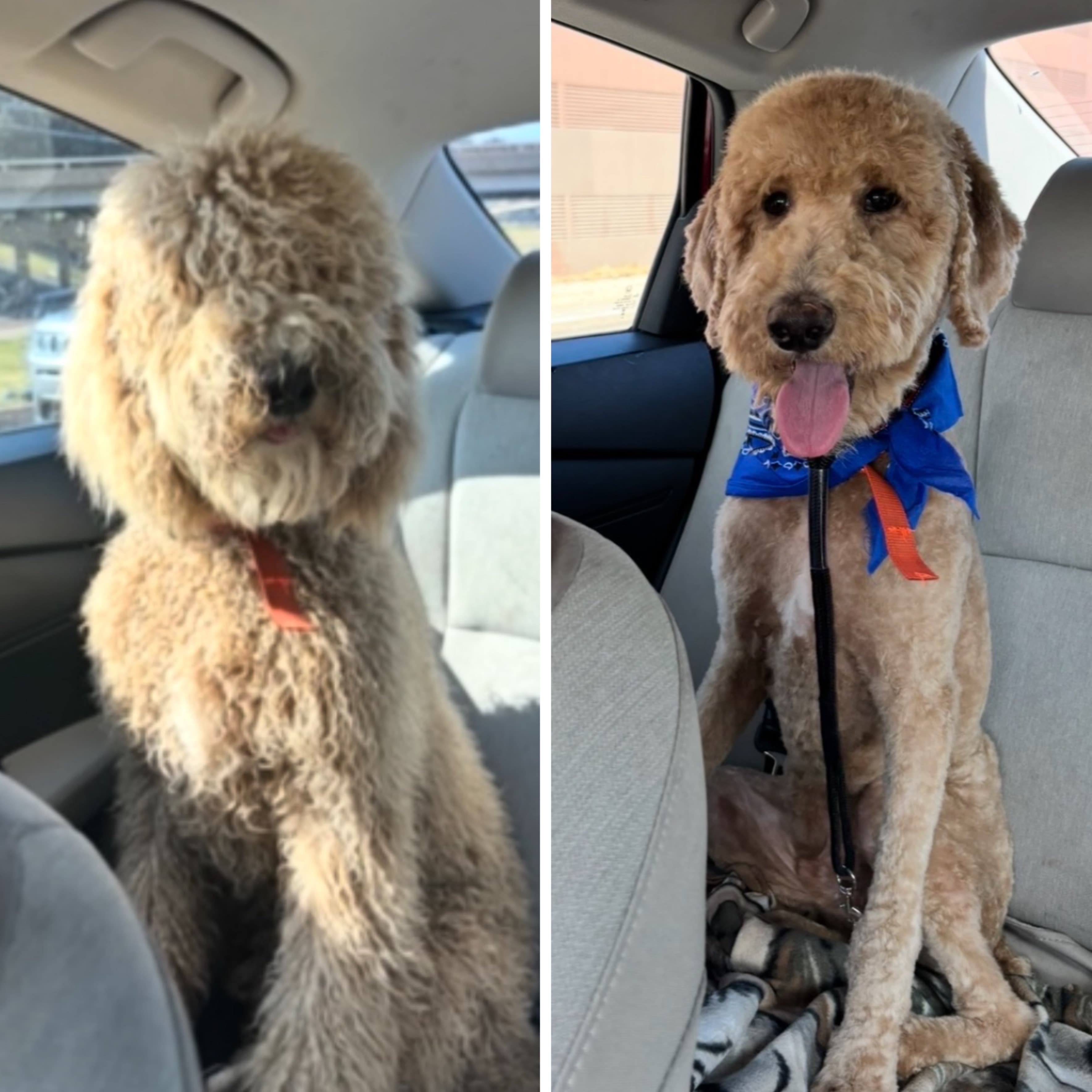 Goldendoodle groomed at Kay's Groom Room
