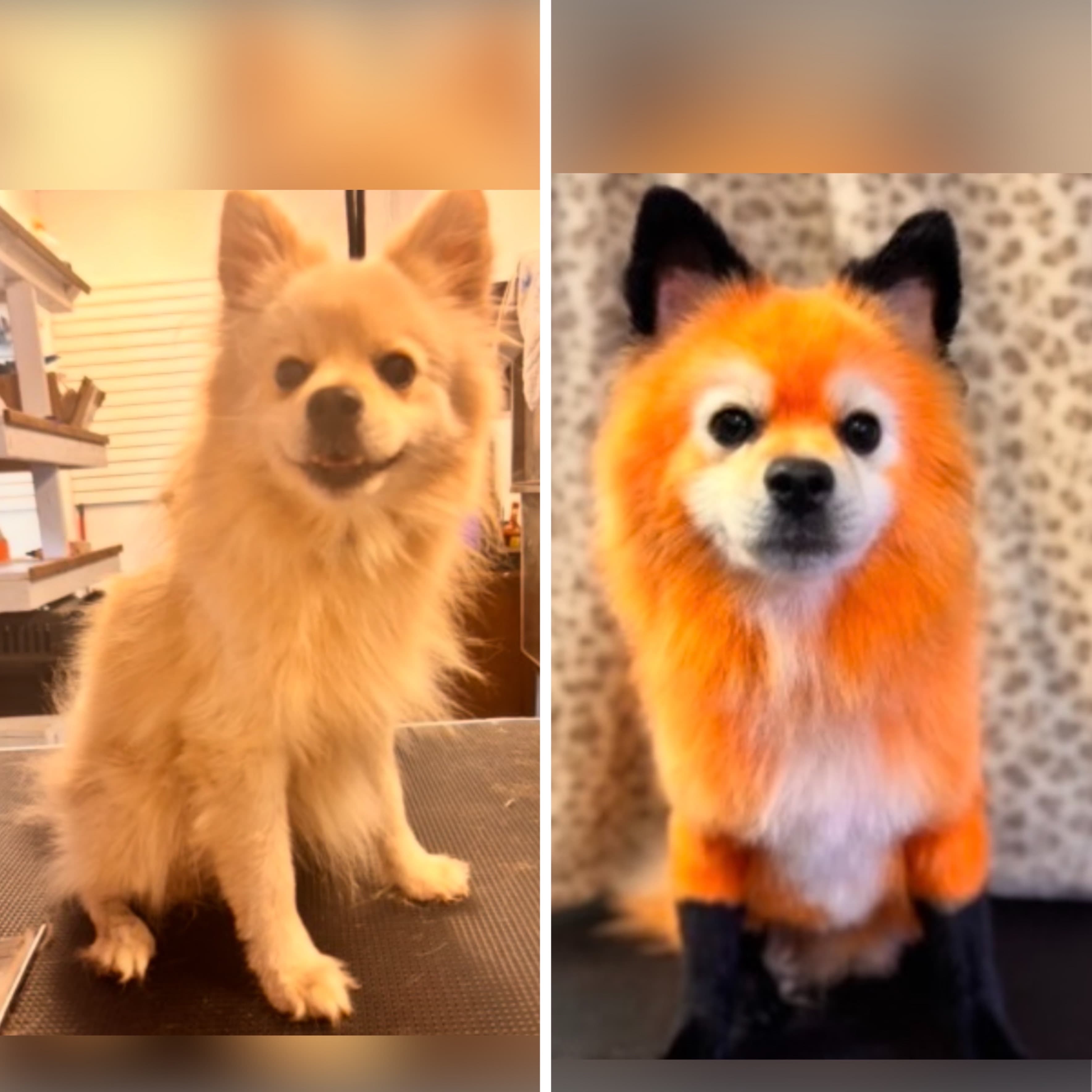 Pomeranian groomed at Kay's Groom Room
