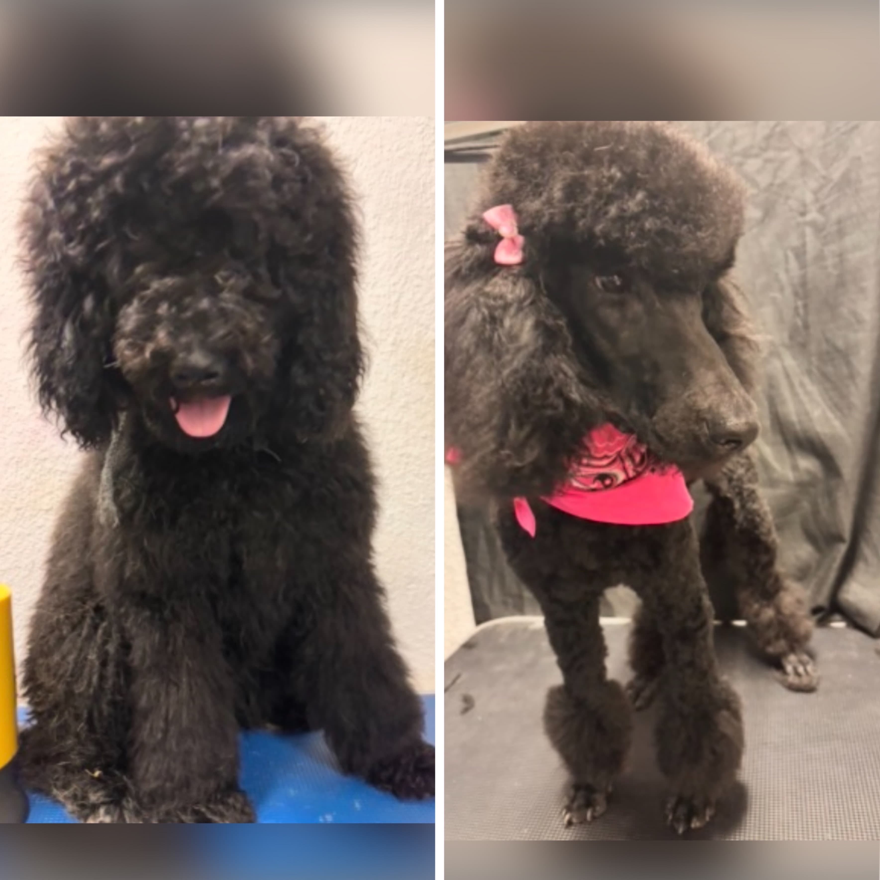 Poodle groomed at Kay's Groom Room