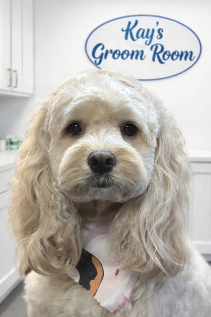 Cockapoo groomed at Kay's Groom Room