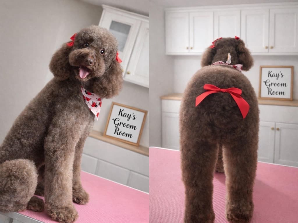 Poodle groomed at Kay's Groom Room