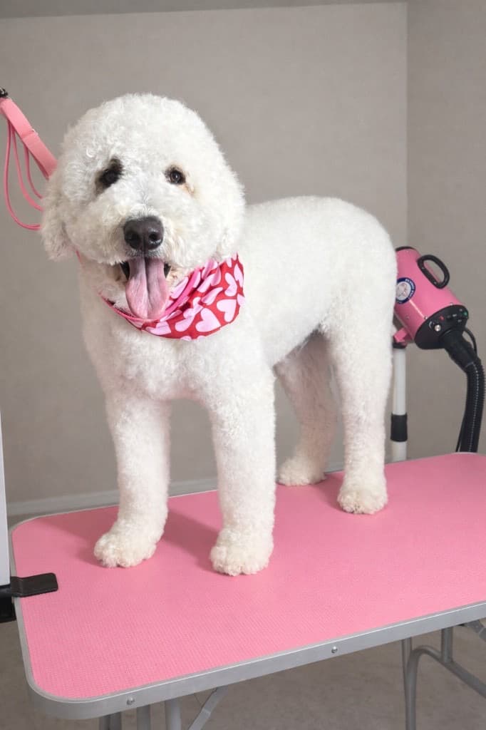 Goldendoodle groomed at Kay's Groom Room