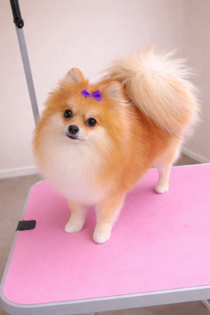 Pomeranian groomed at Kay's Groom Room